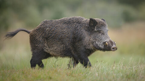 Wildschwein auf Wiese
